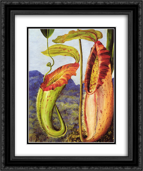 Nepenthes northiana 20x24 Black Ornate Wood Framed Art Print Poster with Double Matting by North, Marianne