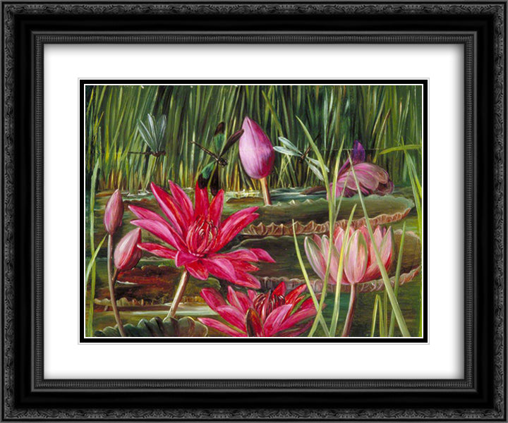 Red Water Lily of Southern India 24x20 Black Ornate Wood Framed Art Print Poster with Double Matting by North, Marianne