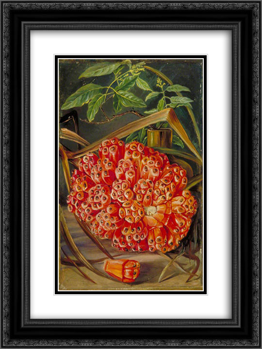 Ripe Fruit of a Screw Pine and a Sprig of Sandal Wood 18x24 Black Ornate Wood Framed Art Print Poster with Double Matting by North, Marianne