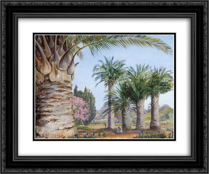 Specimens of the Coquito Palm of Chile in Camden Park, New South Wales 24x20 Black Ornate Wood Framed Art Print Poster with Double Matting by North, Marianne