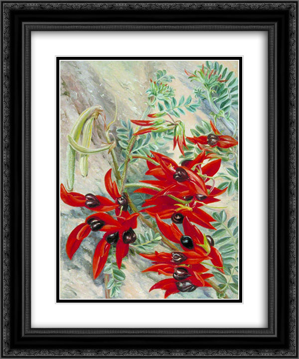 The Australian Parrot Flower 20x24 Black Ornate Wood Framed Art Print Poster with Double Matting by North, Marianne