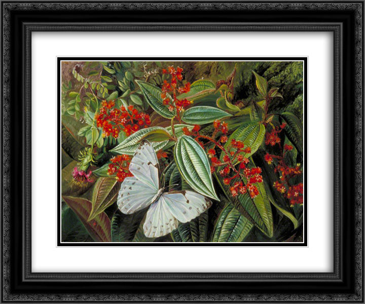 Trees Laden with Parasites and Epiphytes in a Brazilian Garden 24x20 Black Ornate Wood Framed Art Print Poster with Double Matting by North, Marianne