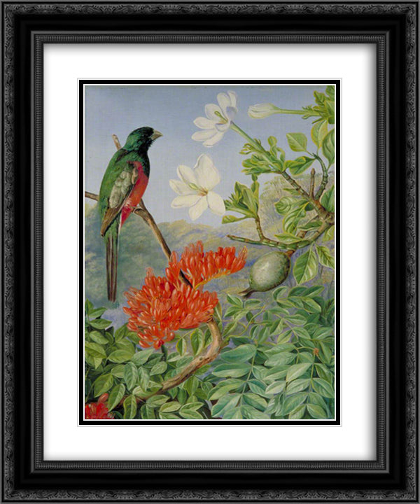 Two Flowering Shrubs of Natal and a Trogon 20x24 Black Ornate Wood Framed Art Print Poster with Double Matting by North, Marianne