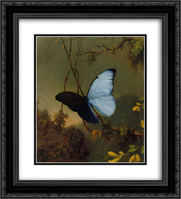 Blue Morpho Butterfly 20x22 Black Ornate Wood Framed Art Print Poster with Double Matting by Heade, Martin Johnson