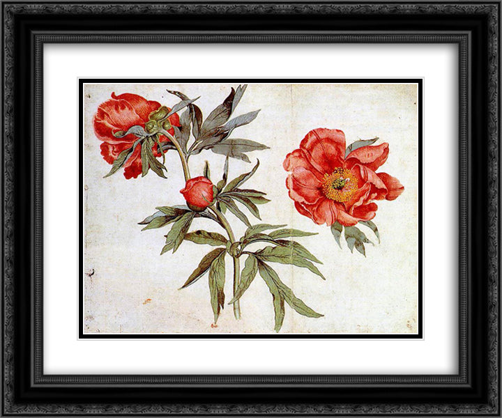 Study of Peonies 24x20 Black Ornate Wood Framed Art Print Poster with Double Matting by Schongauer, Martin