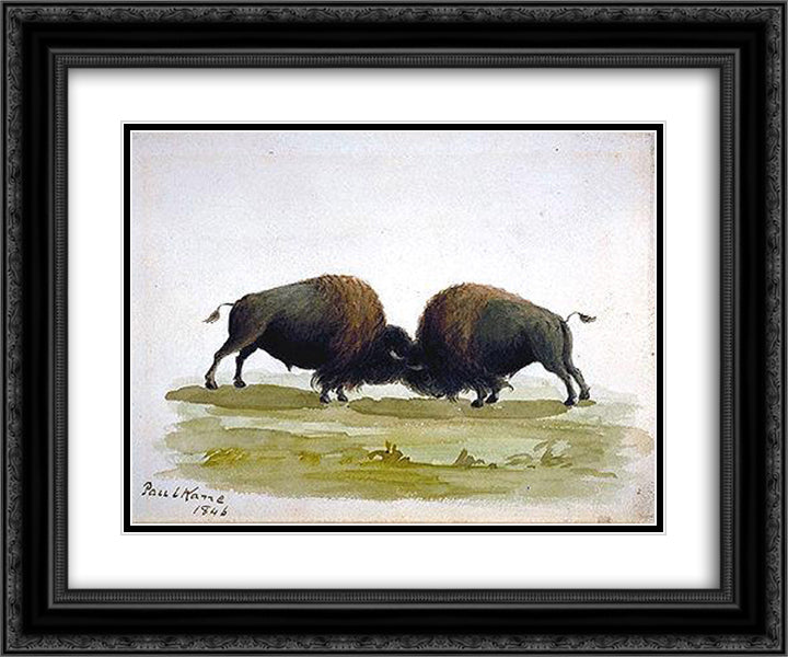 Buffalo Bulls Fighting 24x20 Black Ornate Wood Framed Art Print Poster with Double Matting by Kane, Paul