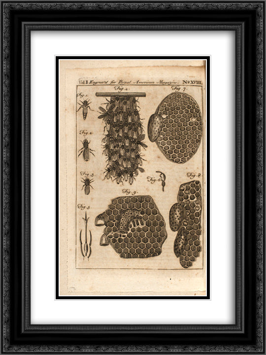 Bees 18x24 Black Ornate Wood Framed Art Print Poster with Double Matting by Revere, Paul