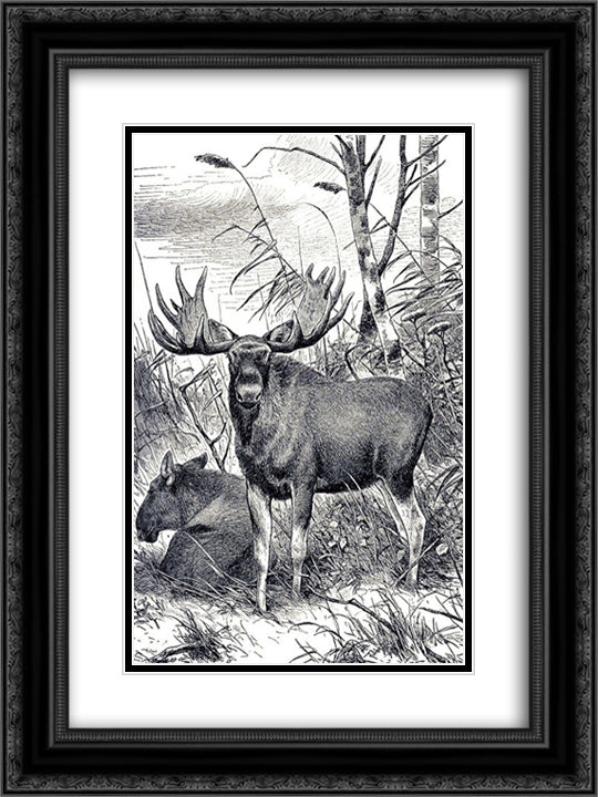 Alces alces 18x24 Black Ornate Wood Framed Art Print Poster with Double Matting by Friese, Richard