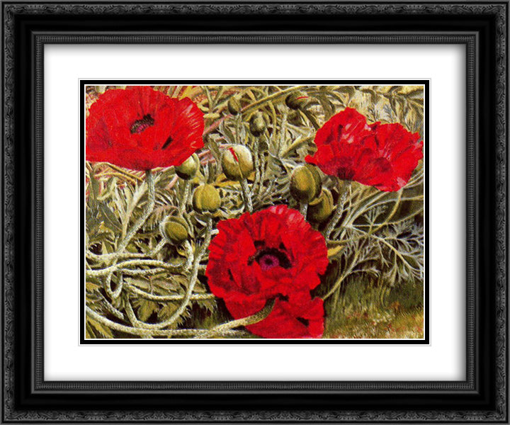 Poppies 24x20 Black Ornate Wood Framed Art Print Poster with Double Matting by Spencer, Stanley