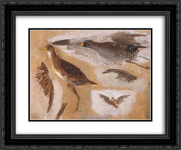 Studies of Game Birds, probably Viginia Rails 24x20 Black Ornate Wood Framed Art Print Poster with Double Matting by Eakins, Thomas