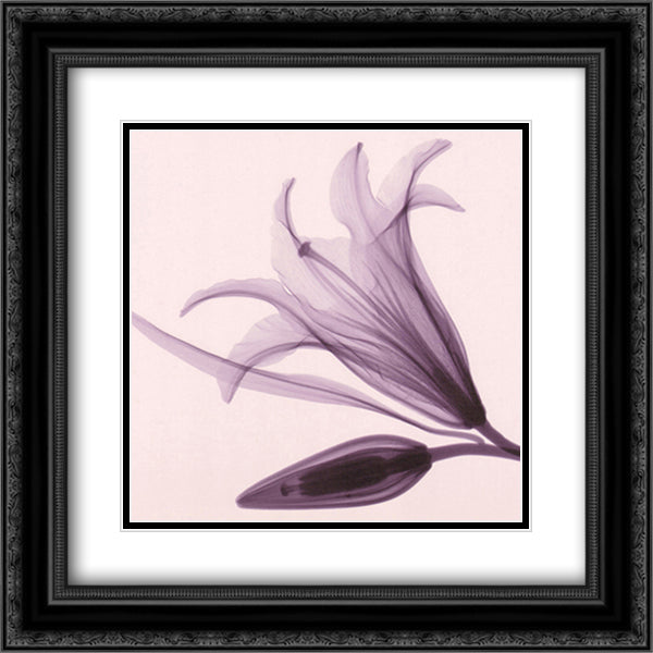 Lily and Bud 14x16 Black Ornate Wood Framed Art Print Poster with Double Matting by Meyers, Steven N.