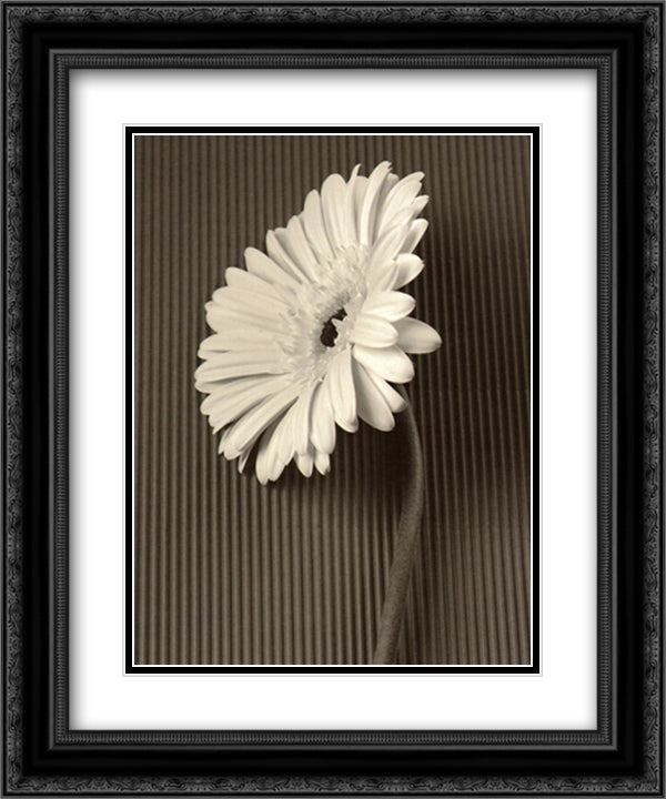 Fresh Cut Gerbera Daisy II 15x18 Black Ornate Wood Framed Art Print Poster with Double Matting by Van Swearingen