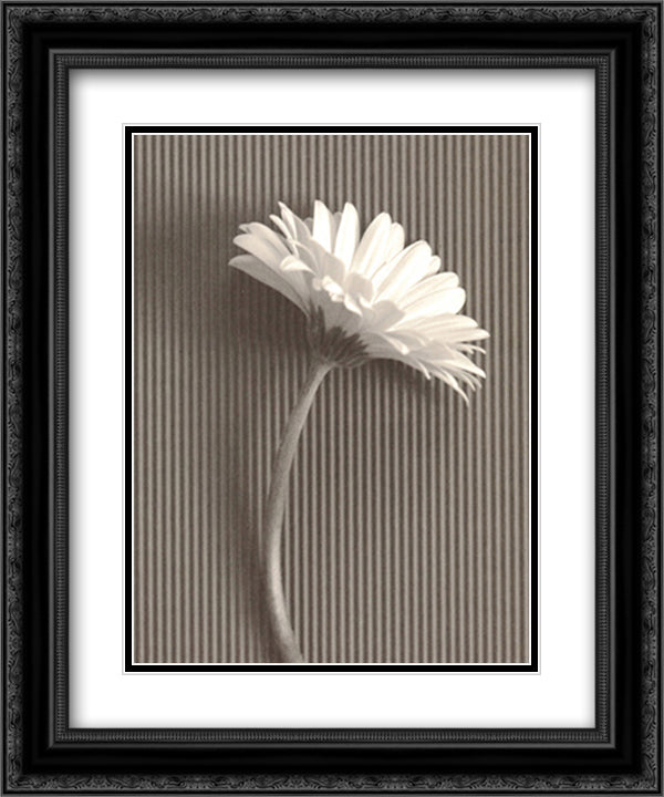 Fresh Cut Gerbera Daisy III 15x18 Black Ornate Wood Framed Art Print Poster with Double Matting by Van Swearingen