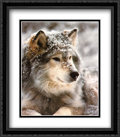 Timber Wolf 28x34 Black Ornate Wood Framed Art Print Poster with Double Matting by Pezzenti Jr, John
