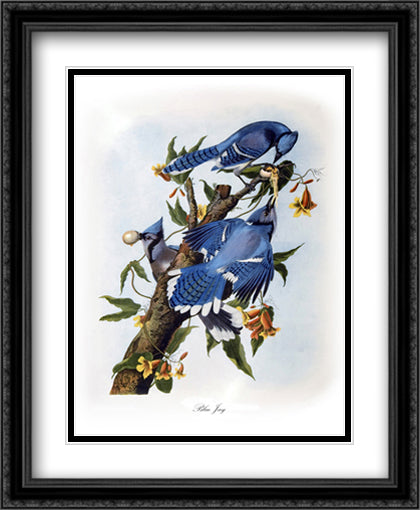 Blue Jay 27x34 Black Ornate Wood Framed Art Print Poster with Double Matting by Audubon, John James