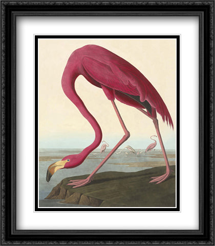 American Flamingo 26x34 Black Ornate Wood Framed Art Print Poster with Double Matting by Audubon, John James