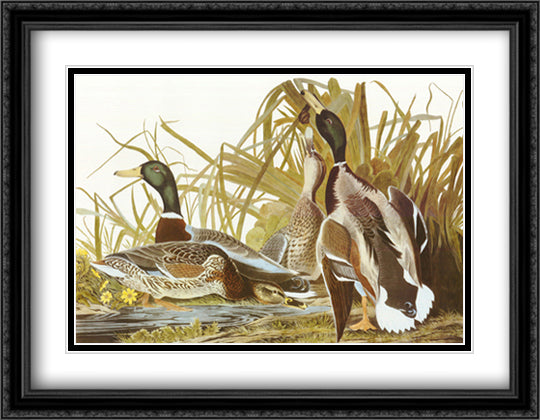 Mallard Duck 36x28 Black Ornate Wood Framed Art Print Poster with Double Matting by Audubon, John James