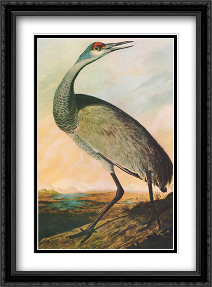 Sandhill Crane 28x38 Black Ornate Wood Framed Art Print Poster with Double Matting by Audubon, John James