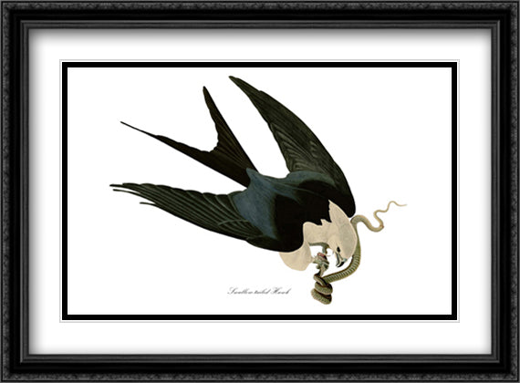American Swallow-Tailed Kite 38x28 Black Ornate Wood Framed Art Print Poster with Double Matting by Audubon, John James