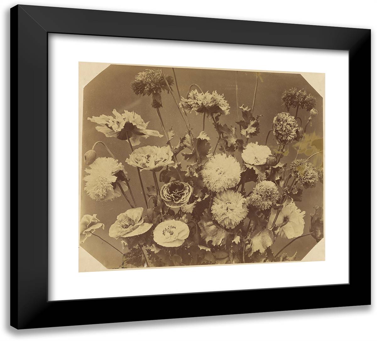 Flowers 22x20 Black Modern Wood Framed Art Print Poster by Braun, Adolphe