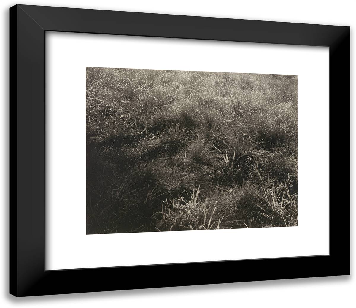 Grasses 23x20 Black Modern Wood Framed Art Print Poster by Stieglitz, Alfred