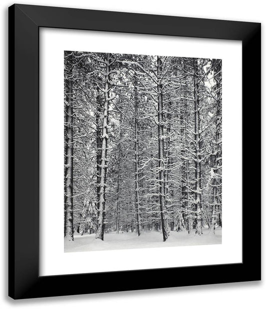Trees and Snow 20x24 Black Modern Wood Framed Art Print Poster by Adams, Ansel