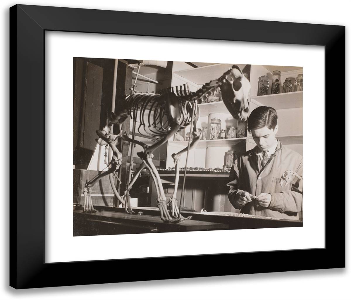 Young Man Stands Next to an Animal Skeleton 24x20 Black Modern Wood Framed Art Print Poster by Eagle, Arnold