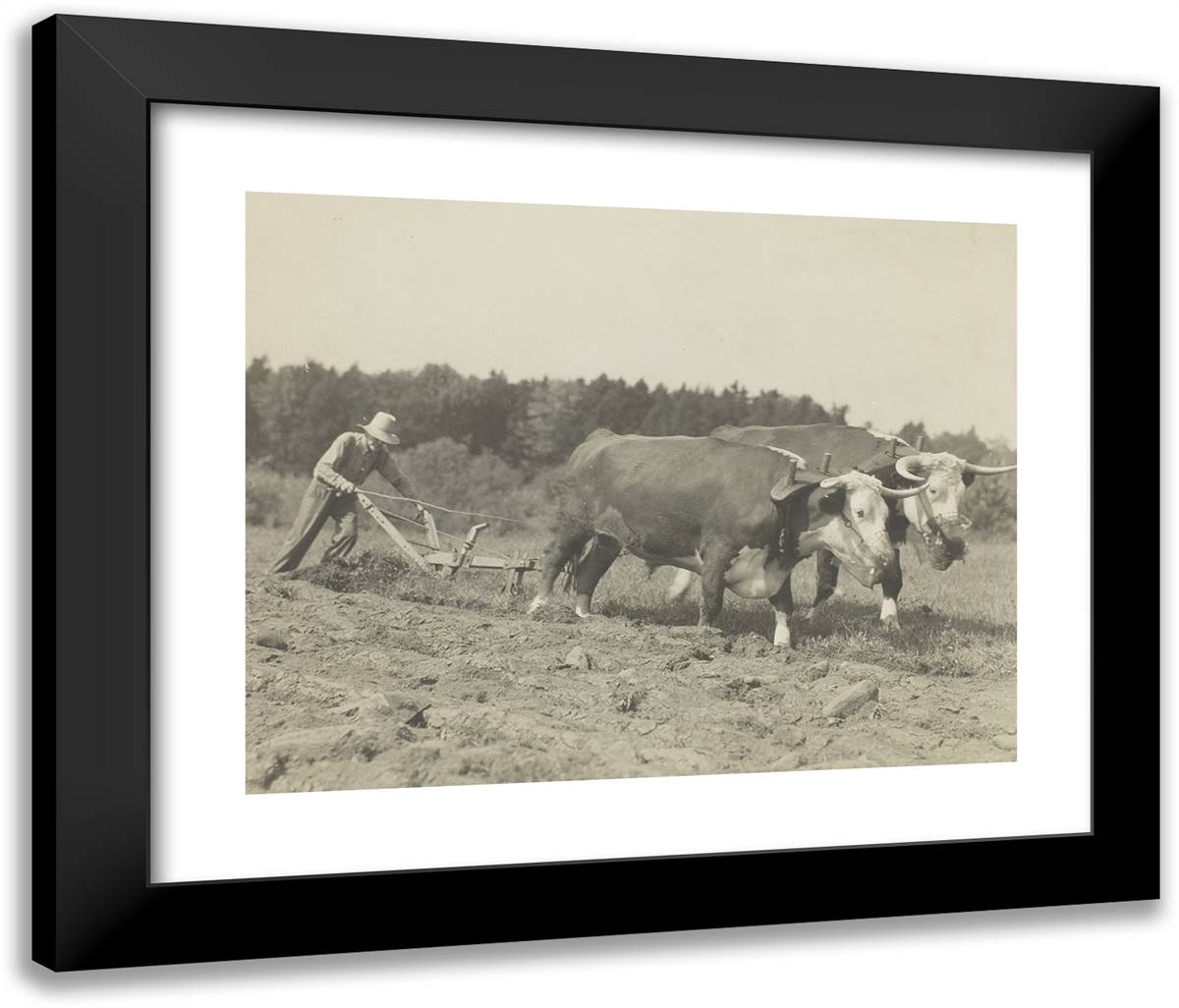 Rural Scene in Central Maine, Many Oxen Are Still Used 24x20 Black Modern Wood Framed Art Print Poster by Hine, Lewis Wickes