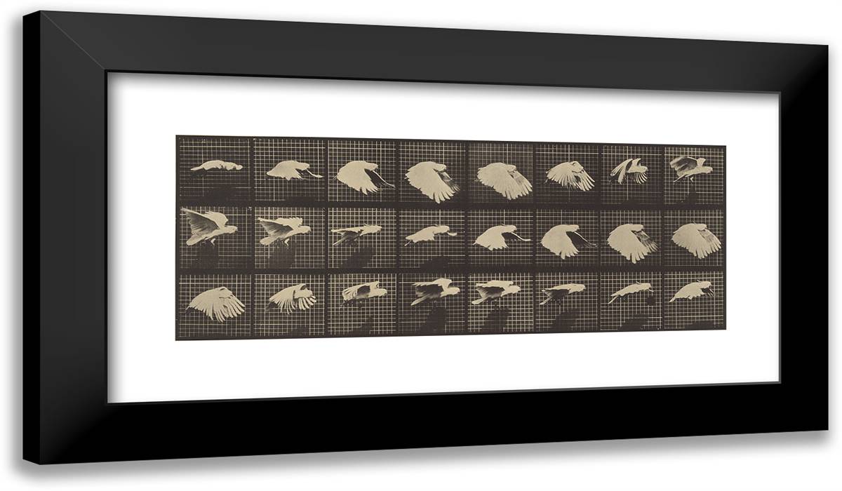 Animal Locomotion II 24x14 Black Modern Wood Framed Art Print Poster by Muybridge, Eadweard