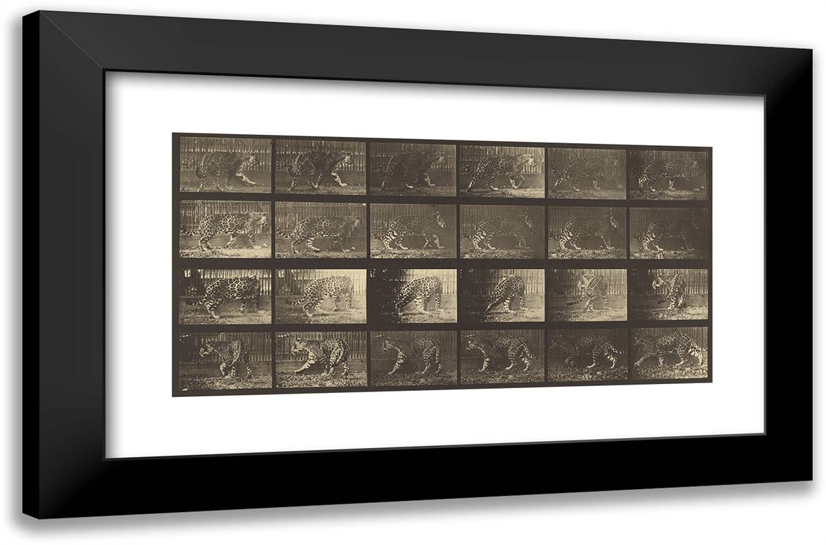 Animal Locomotion L 24x16 Black Modern Wood Framed Art Print Poster by Muybridge, Eadweard