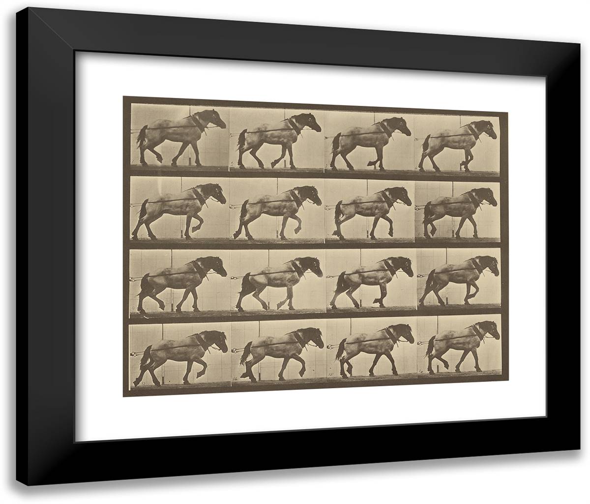 Animal Locomotion Liv 24x20 Black Modern Wood Framed Art Print Poster by Muybridge, Eadweard