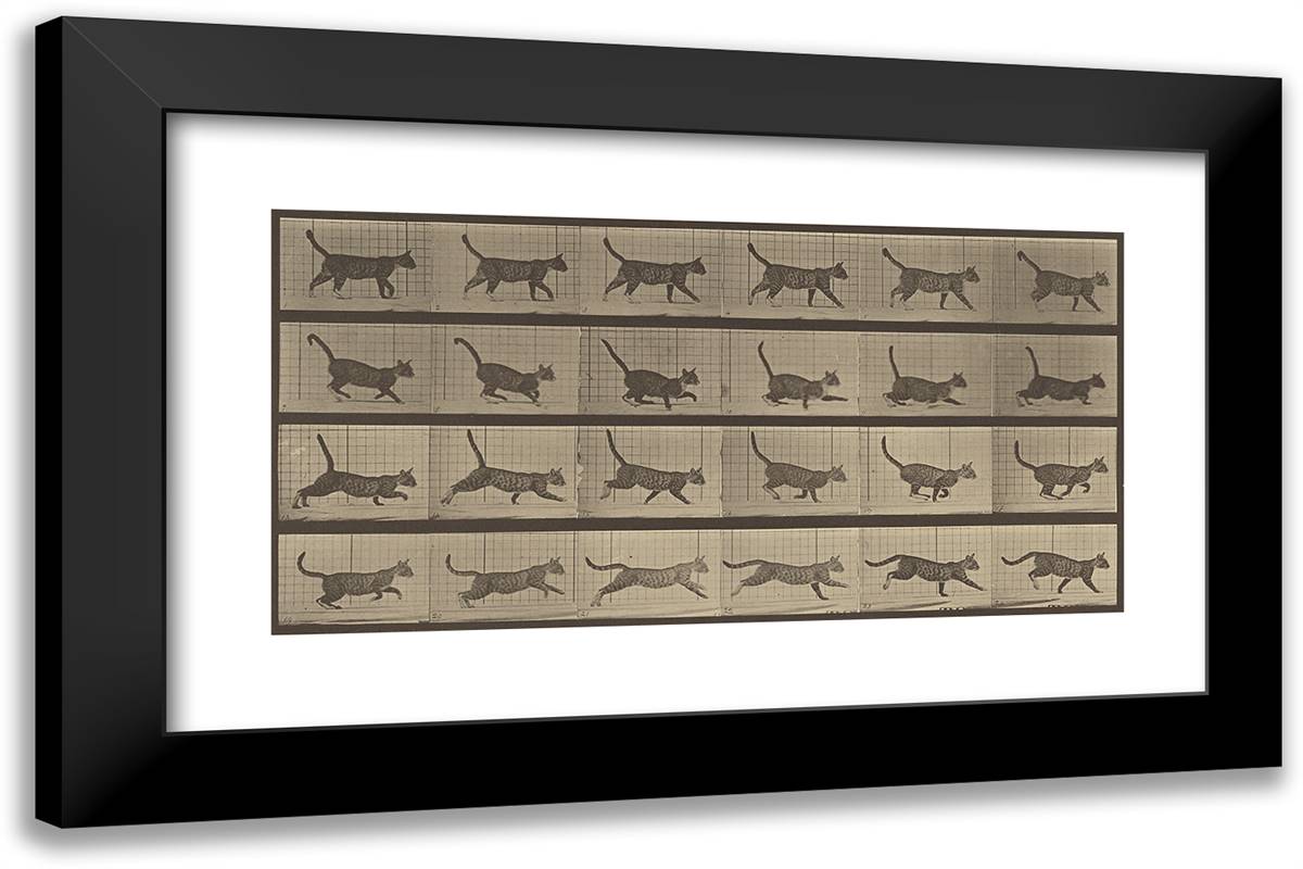 Animal Locomotion Lv 24x16 Black Modern Wood Framed Art Print Poster by Muybridge, Eadweard