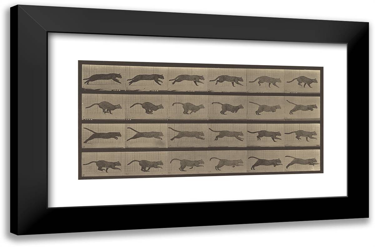 Animal Locomotion Lvi 24x16 Black Modern Wood Framed Art Print Poster by Muybridge, Eadweard