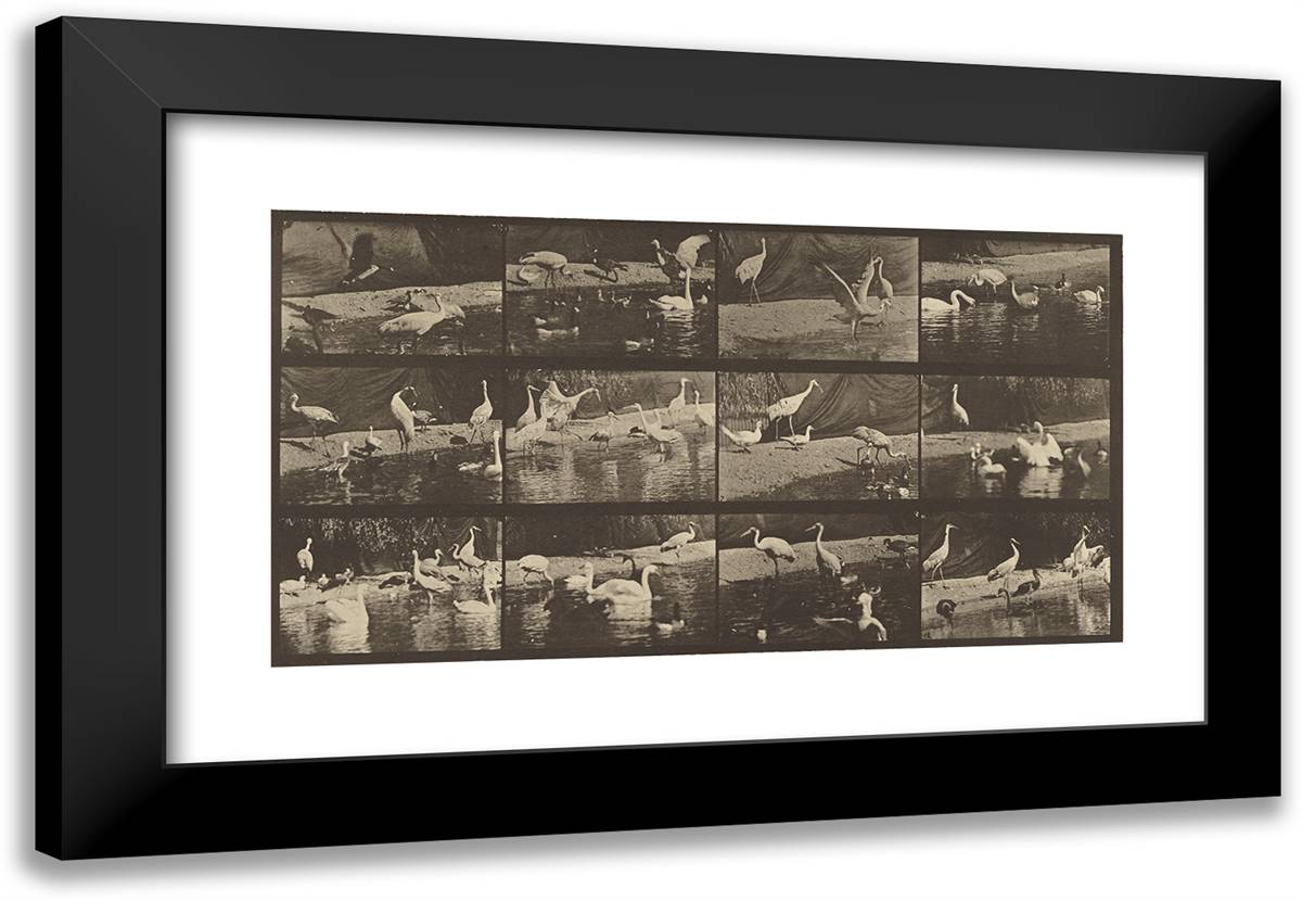 Animal Locomotion XI 24x17 Black Modern Wood Framed Art Print Poster by Muybridge, Eadweard