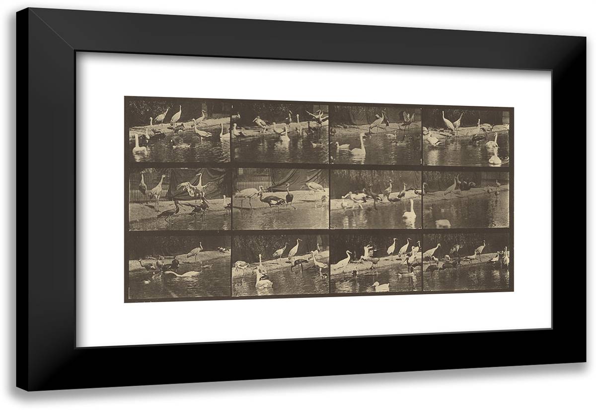 Animal Locomotion XII 24x16 Black Modern Wood Framed Art Print Poster by Muybridge, Eadweard