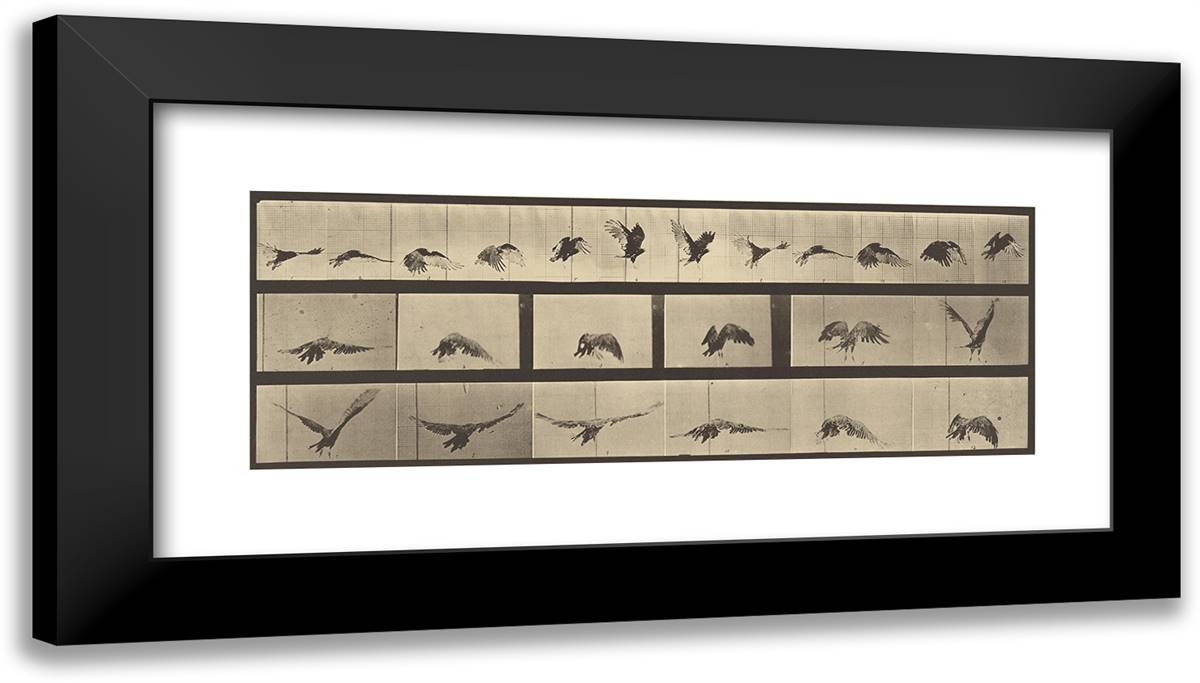 Animal Locomotion XVI 24x14 Black Modern Wood Framed Art Print Poster by Muybridge, Eadweard