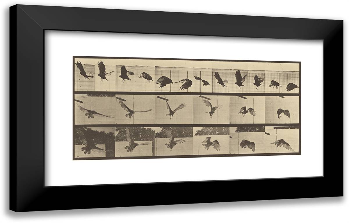 Animal Locomotion XVII 24x15 Black Modern Wood Framed Art Print Poster by Muybridge, Eadweard
