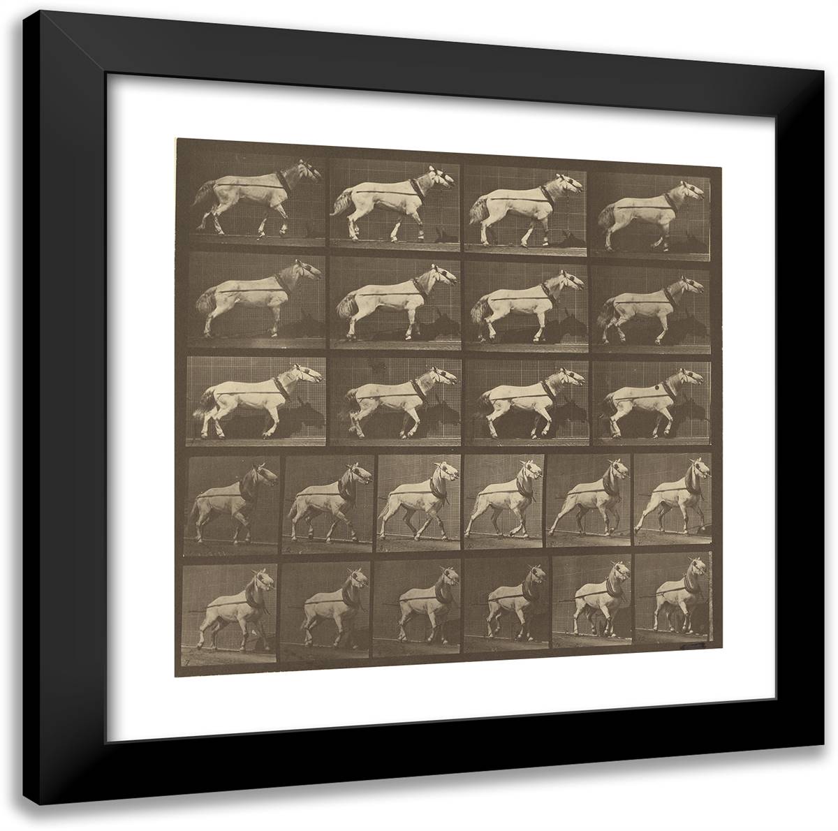 Animal Locomotion Xxix 20x20 Black Modern Wood Framed Art Print Poster by Muybridge, Eadweard
