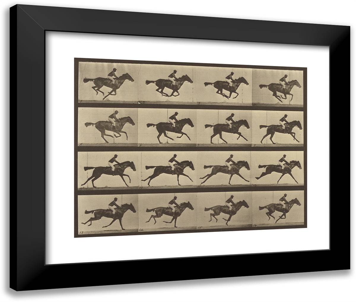 Animal Locomotion Xxxvi 24x20 Black Modern Wood Framed Art Print Poster by Muybridge, Eadweard