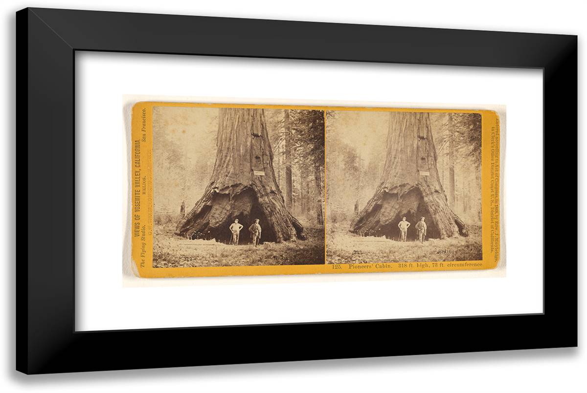 Pioneers' Cabin. 318 Ft. High, 73 Ft. Circumference 24x16 Black Modern Wood Framed Art Print Poster by Muybridge, Eadweard