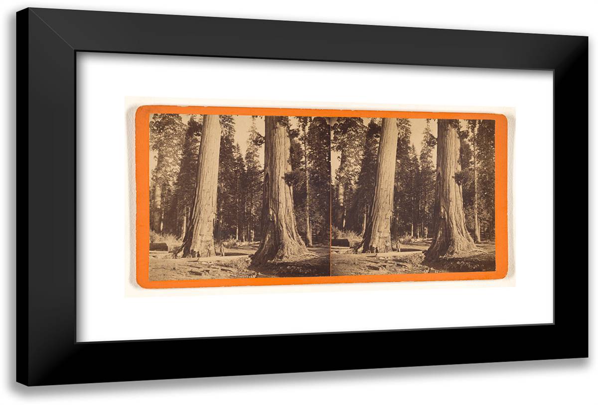The Sentinels 300 Ft High 69 Ft in Circumference 24x16 Black Modern Wood Framed Art Print Poster by Muybridge, Eadweard