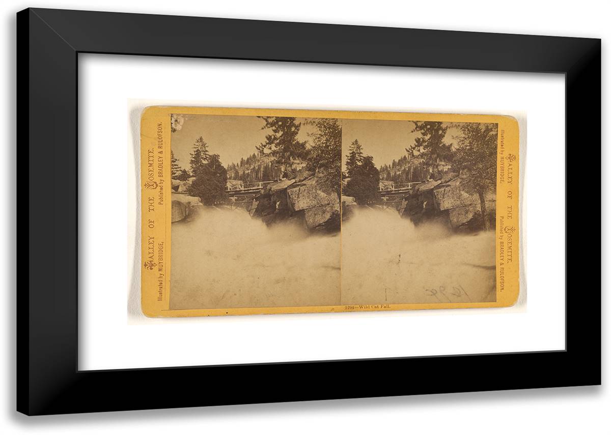 Wild Cat Fall 24x17 Black Modern Wood Framed Art Print Poster by Muybridge, Eadweard