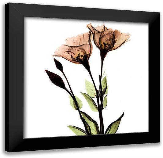 Crystal Flowers X-Ray, Gentian 16x16 Black Modern Wood Framed Art Print Poster by Koetsier, Albert