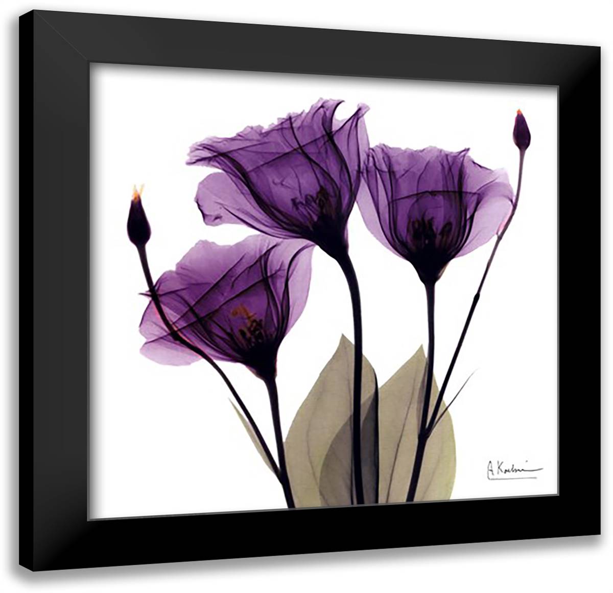 X-ray Royal Purple Gentian 16x16 Black Modern Wood Framed Art Print Poster by Koetsier, Albert