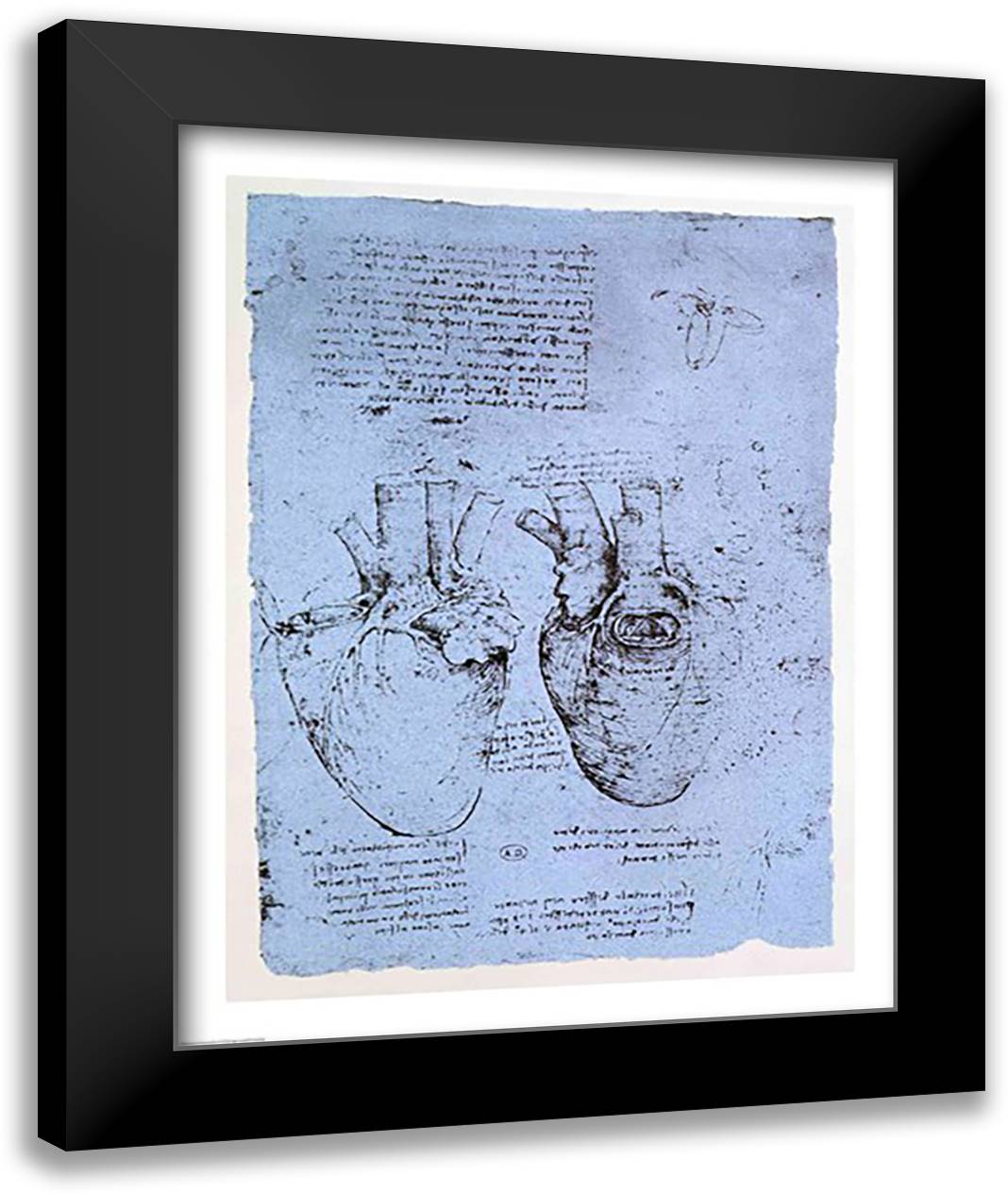 The Heart 22x28 Black Modern Wood Framed Art Print Poster by da Vinci, Leonardo