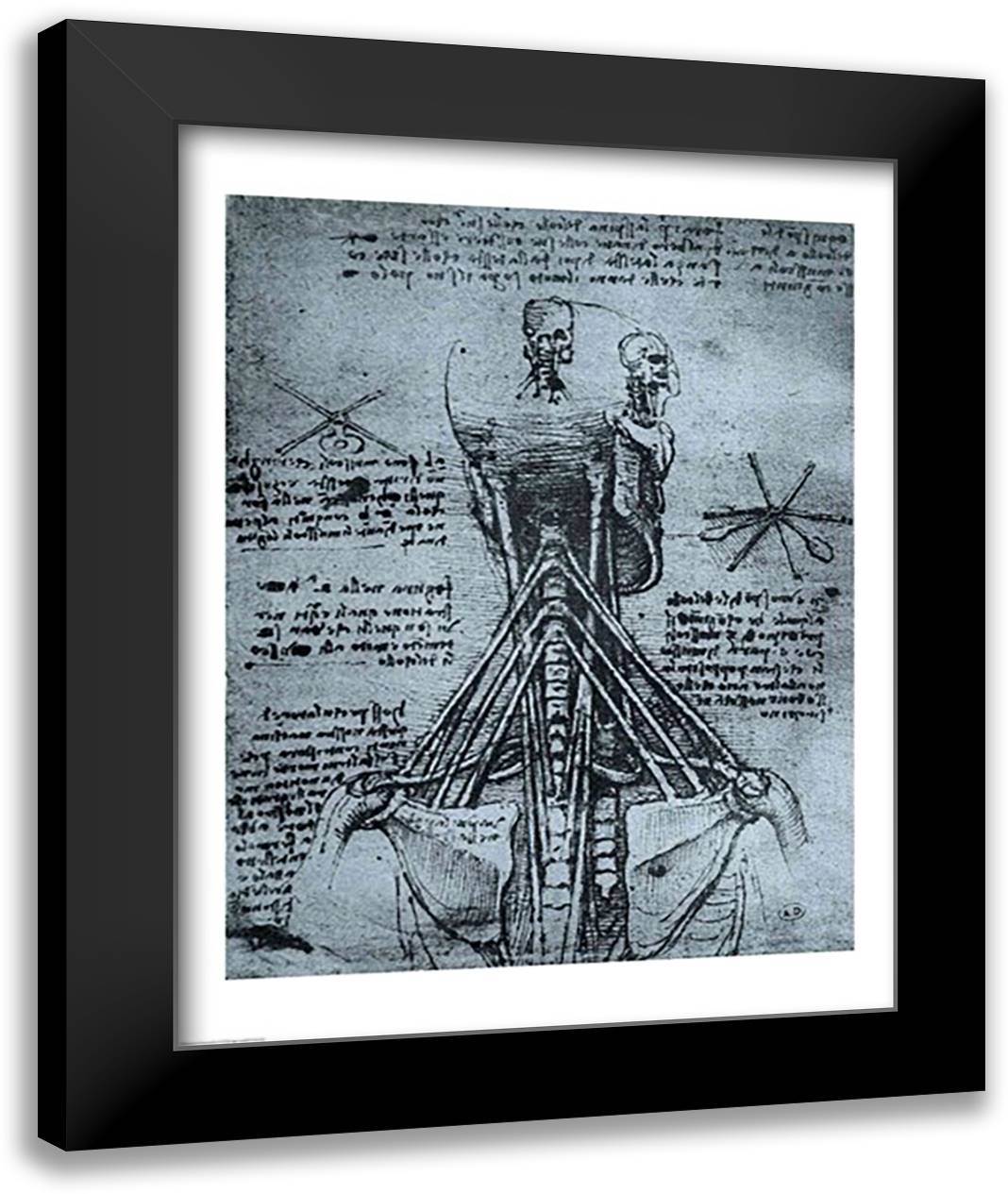 Bone Structure of the Human Neck and Shoulder 22x28 Black Modern Wood Framed Art Print Poster by da Vinci, Leonardo