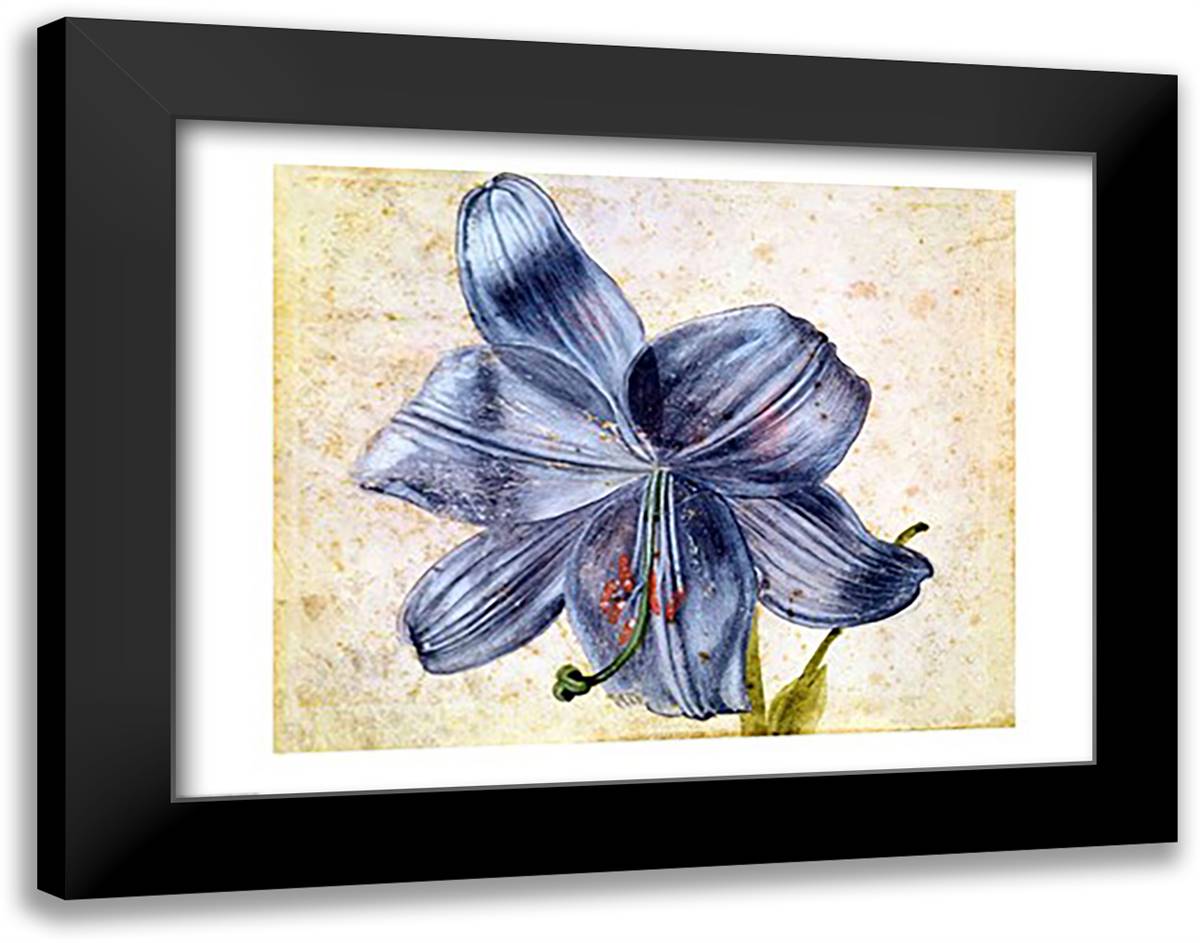 Study of a lily, 1526 28x22 Black Modern Wood Framed Art Print Poster by Durer, Albrecht