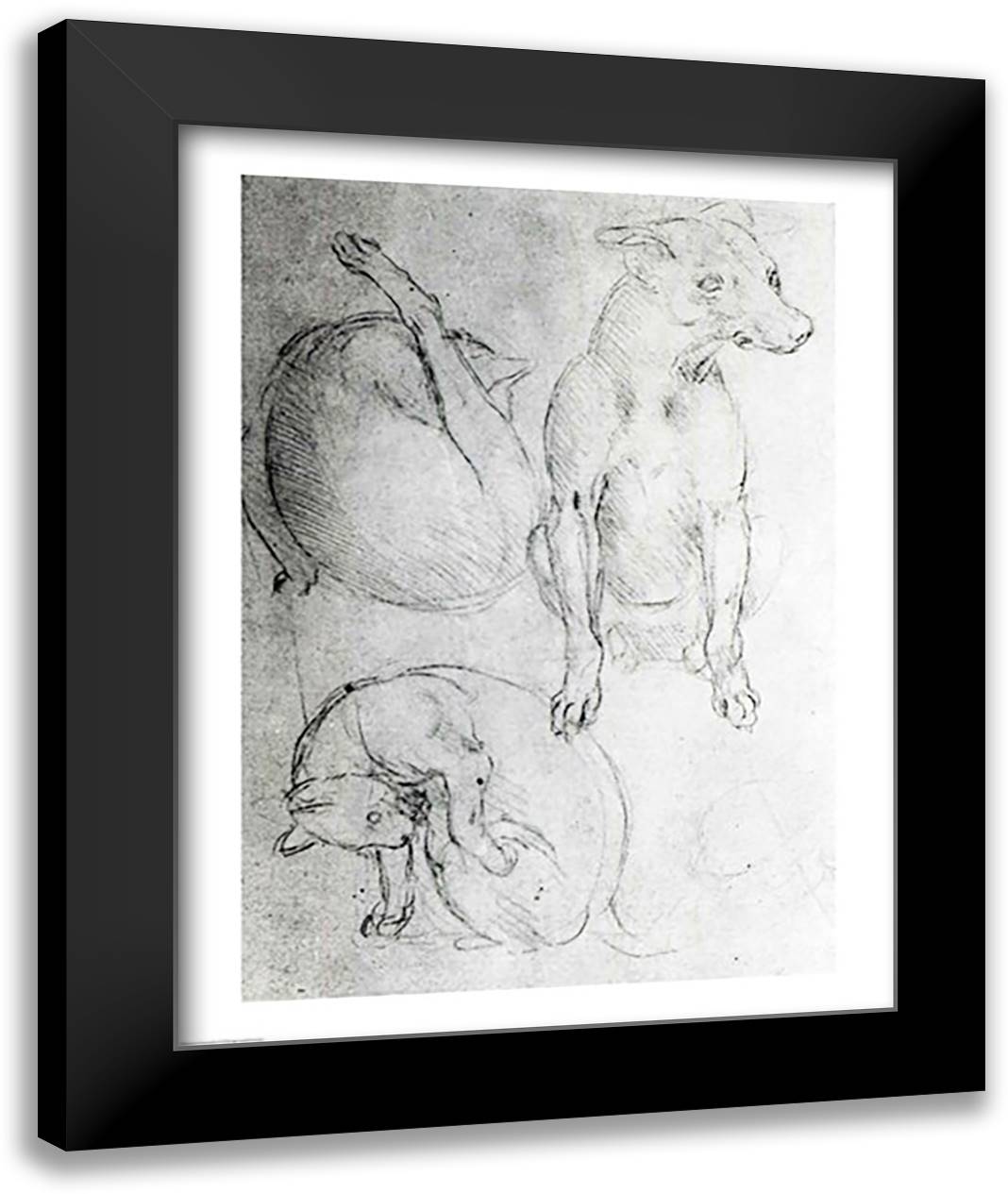 Study of a dog and a cat 22x28 Black Modern Wood Framed Art Print Poster by da Vinci, Leonardo