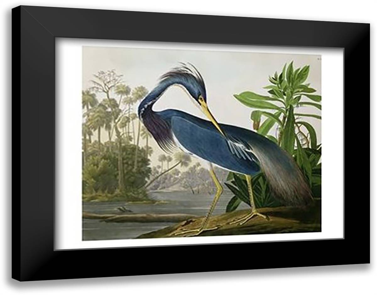 Louisiana Heron 34x27 Black Modern Wood Framed Art Print Poster by Audubon, John Woodhouse