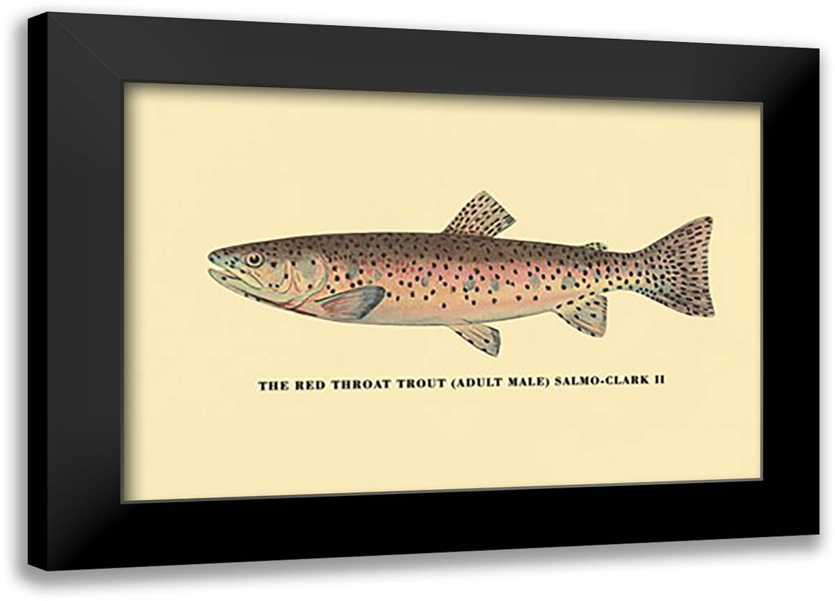 Red Throat Trout 22x16 Black Modern Wood Framed Art Print Poster by Sheringham, George